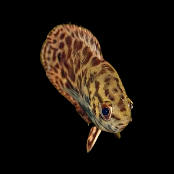 Spotted Climbing Perch Leopard Bush Fish Ctenopoma Acutirostre 3cm - Real Aquatics