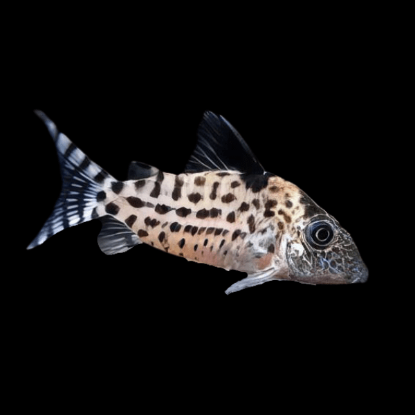 Agassiz's Spotted Corydoras Agassizii 3cm Catfish - Real Aquatics