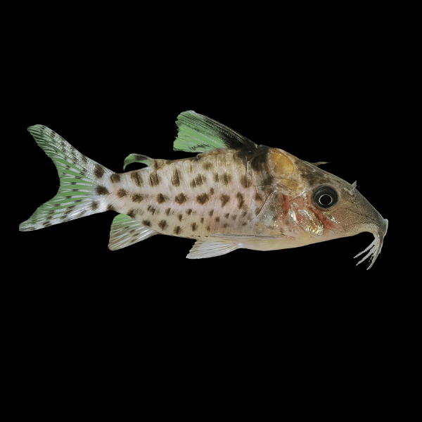Spotted Corydoras Punctatus 3cm Catfish - Real Aquatics