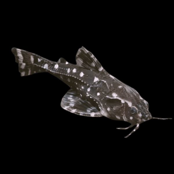 Spotted Dora Talking Catfish Agamyxis Pectinifrons 5cm - Real Aquatics