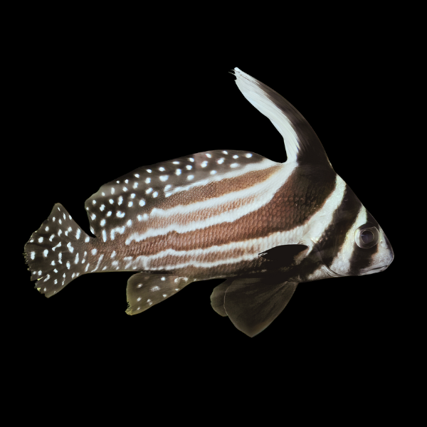 Spotted Drum Sweetlips Equetus Punctatus - Real Aquatics