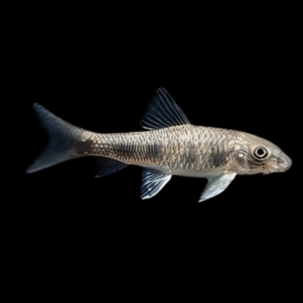 Spotted Garra Doctor Fish Loach Garra Spilota 5cm - Real Aquatics