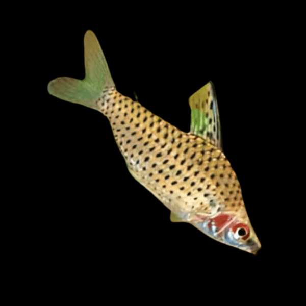 Spotted Head Stander Chilodus Punctatus 4cm - Real Aquatics