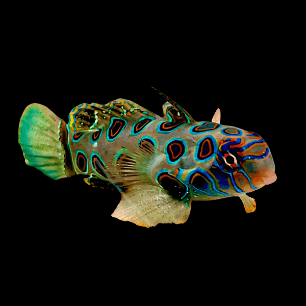 Spotted Mandarin Dragonette Synchiropus Picturatus - Real Aquatics
