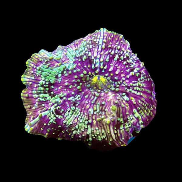 Spotted Mushroom Fungiidae Coral Discosoma - Real Aquatics