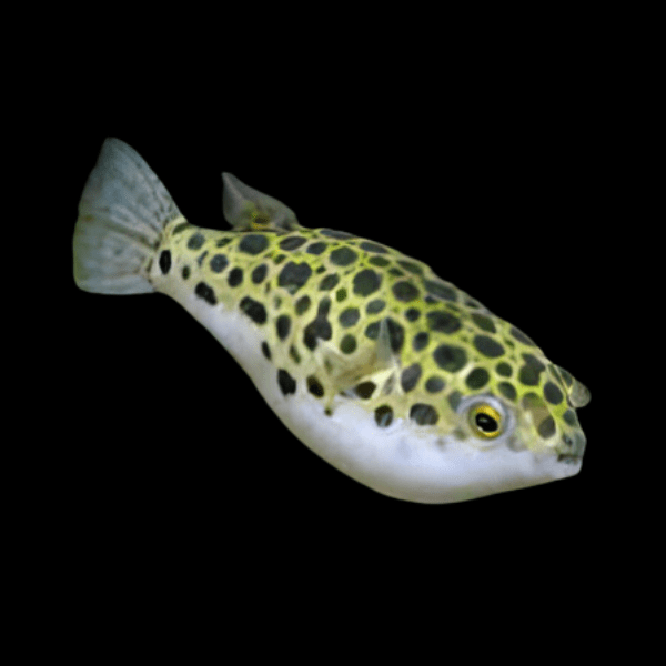 Spotted Pufferfish Tetraodon Fluviatilis 4cm - Real Aquatics