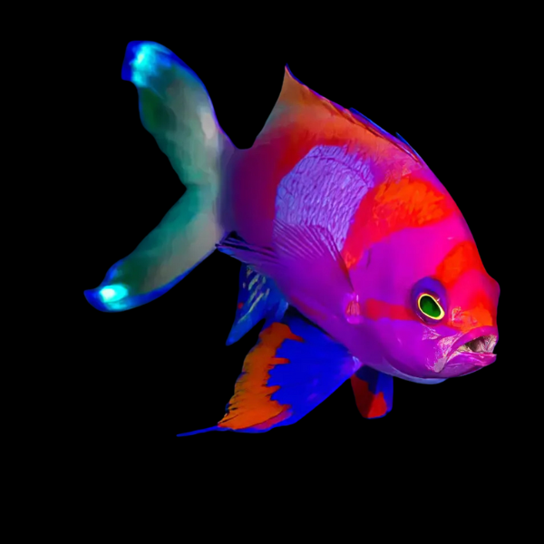Square Spot Anthias Pseudanthias Pleurotaenia - Real Aquatics