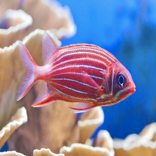 Crown Squirrelfish (Sargocentron diadema)