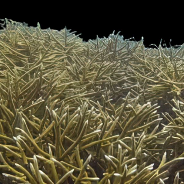 Staghorn Hard Coral Acropora Sp - Real Aquatics