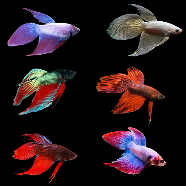 Standard Betta Assorted Male 3cm - Real Aquatics