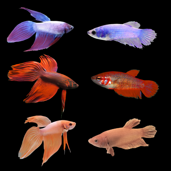 Standard Betta Assorted Pair's Male & Female 3cm - Real Aquatics