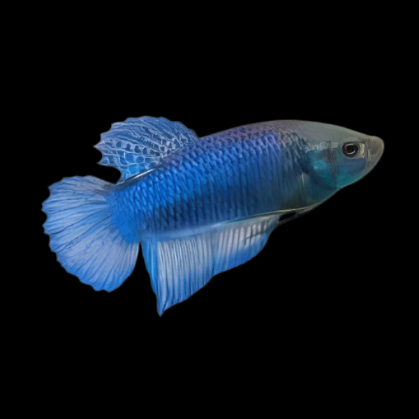 Standard Betta Female Blue Base 3cm - Real Aquatics