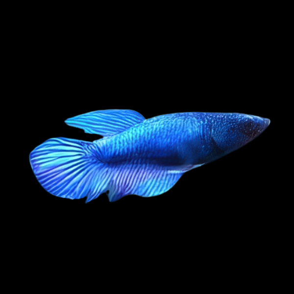 Standard Betta Female Blue 3cm - Real Aquatics