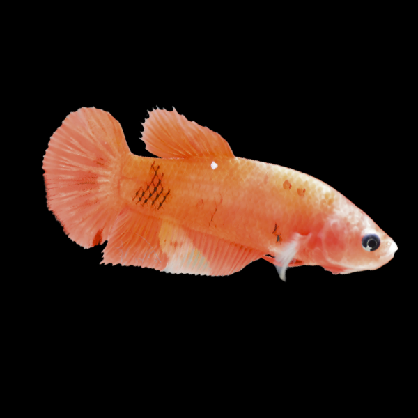 Standard Betta Female Orange Base 3cm - Real Aquatics