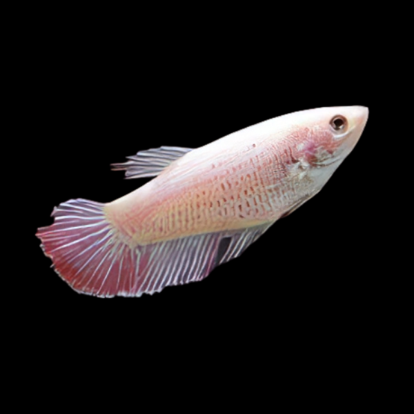 Standard Betta Female Pink 3cm - Real Aquatics