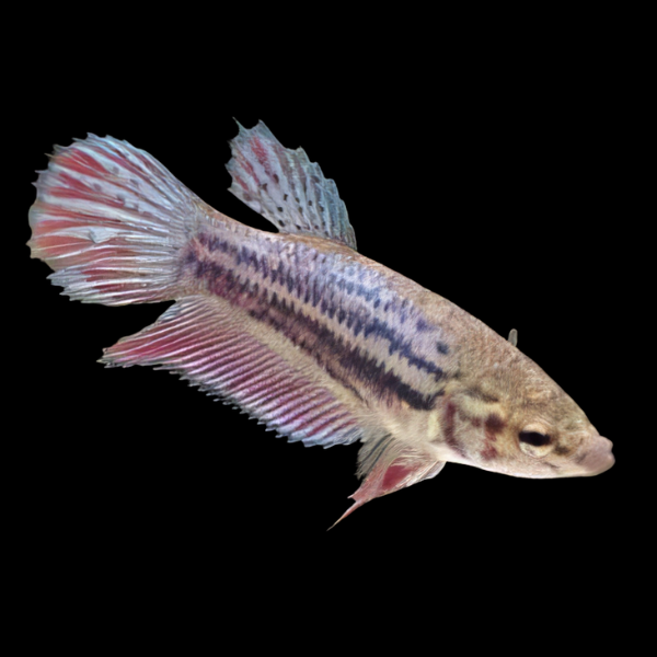 Standard Betta Female Purple Base 3cm - Real Aquatics