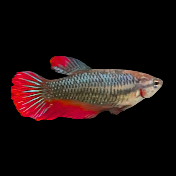Standard Betta Female Red Base 3cm - Real Aquatics