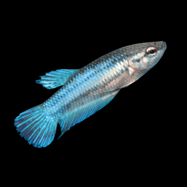 Standard Betta Female Turquoise Base 3cm - Real Aquatics