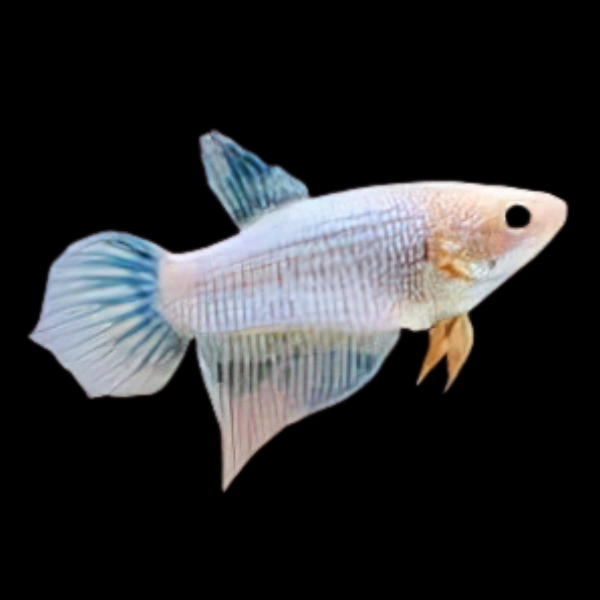 Standard Betta Female White Base 3cm - Real Aquatics