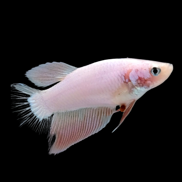 Standard Betta Female White 3cm - Real Aquatics