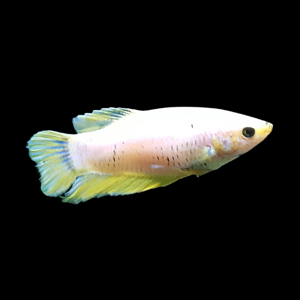 Standard Betta Female Yellow Base 3cm - Real Aquatics