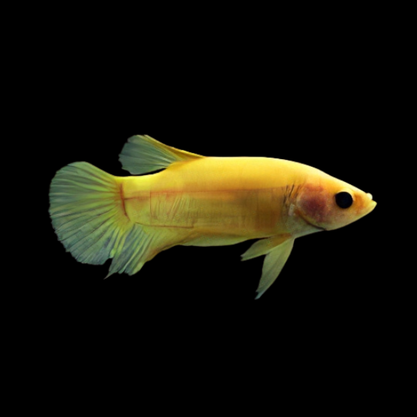 Standard Betta Female Yellow 3cm - Real Aquatics