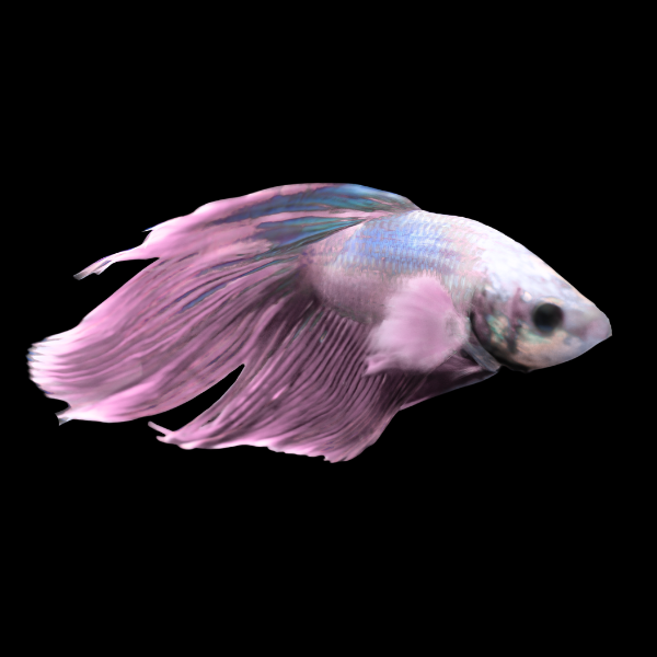 Standard Betta Male Pink Base 3cm - Real Aquatics