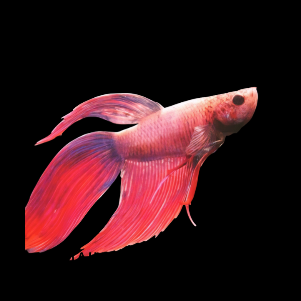 Standard Betta Male Pink 3cm - Real Aquatics