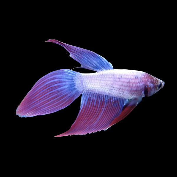 Standard Betta Male Purple Base 3cm - Real Aquatics