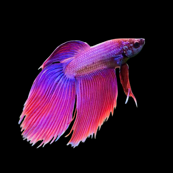 Standard Betta Male Purple 3cm - Real Aquatics