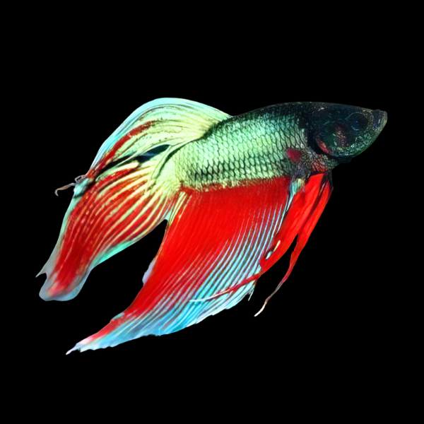Standard Betta Male Turquoise Base 3cm - Real Aquatics