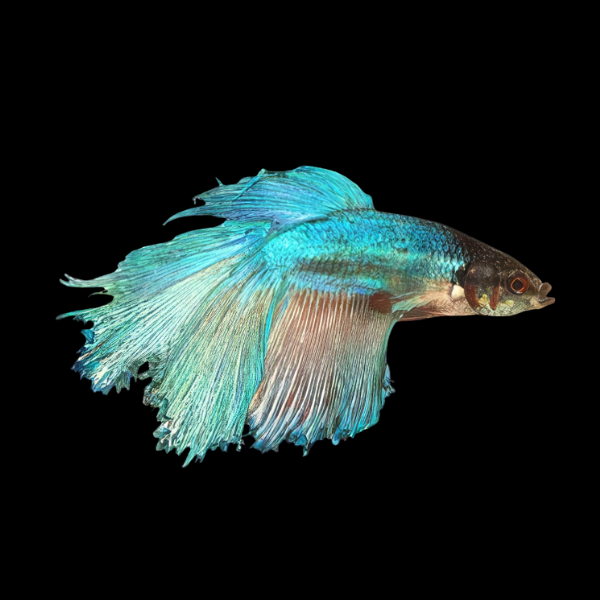 Standard Betta Male Turquoise 3cm - Real Aquatics