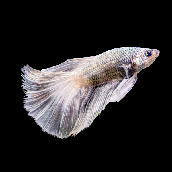 Standard Betta Male White Base 3cm - Real Aquatics