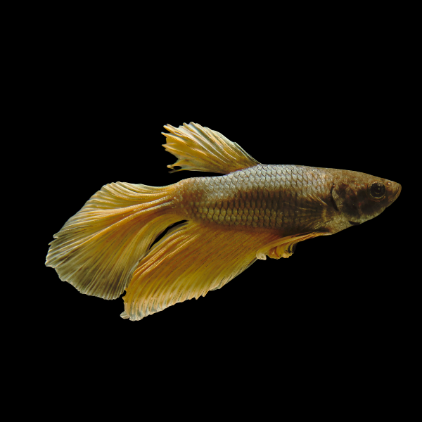 Standard Betta Male Yellow Base 3cm - Real Aquatics
