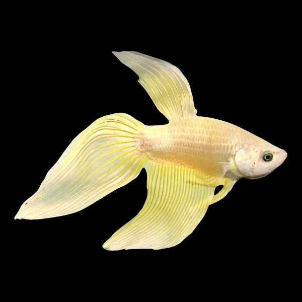 Standard Betta Male Yellow 3cm - Real Aquatics