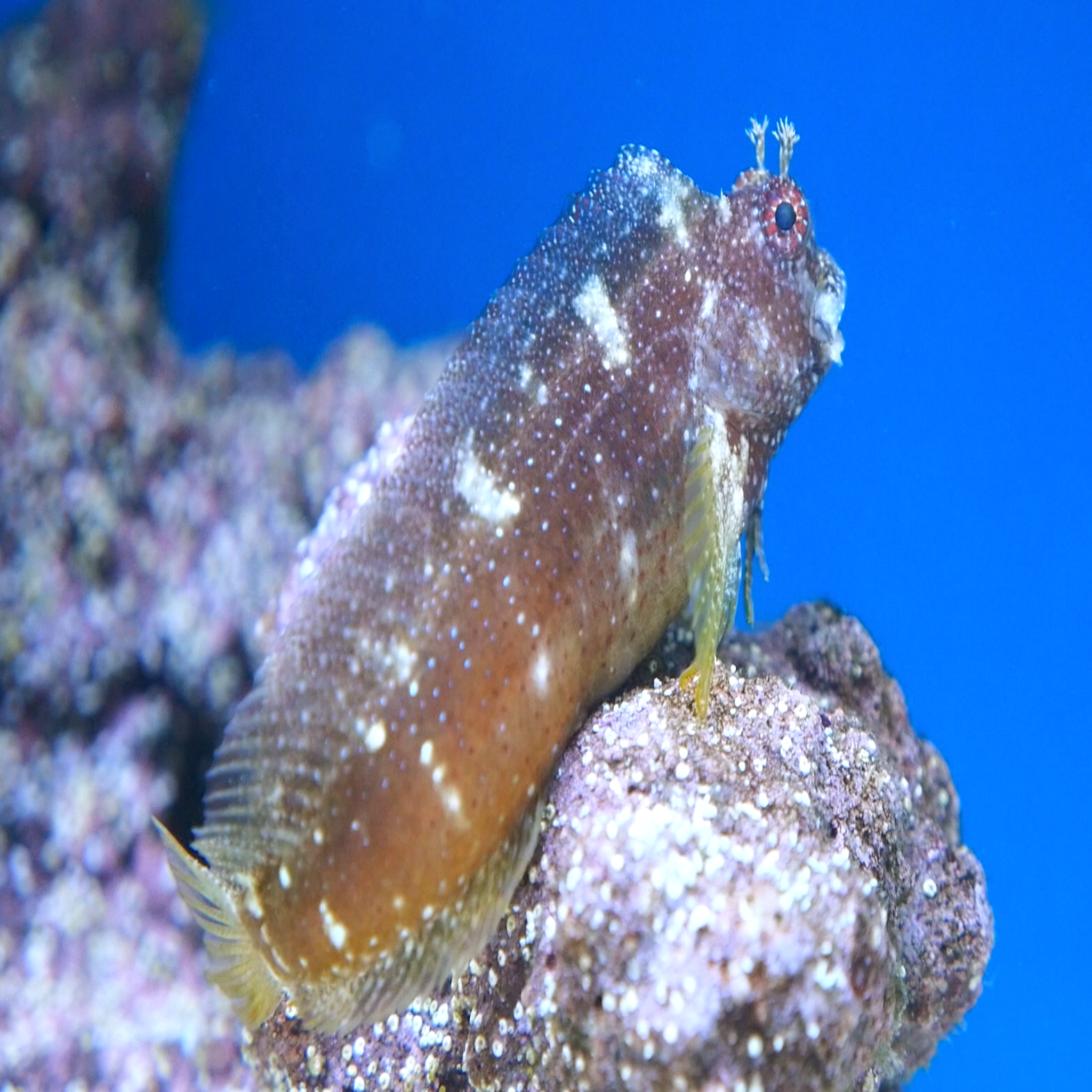 Starry Algae Blenny (Salarias ramosus)
