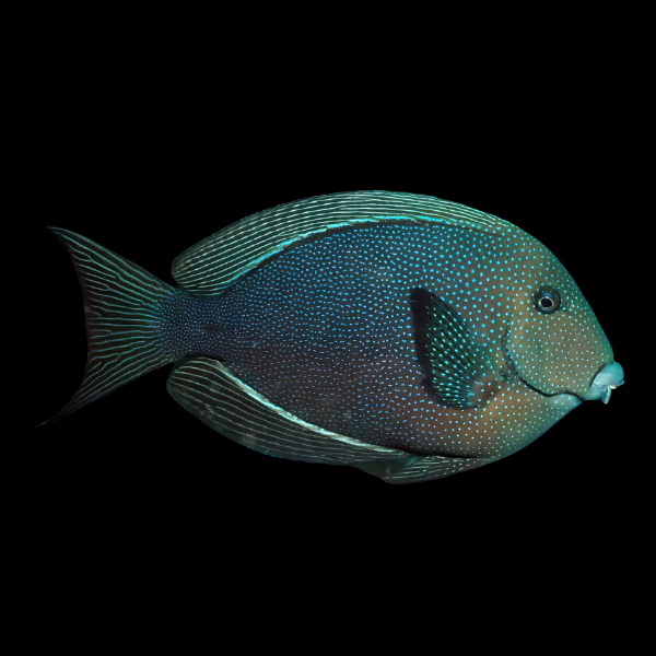 Starry Kole Tang Ctenochaetus Marginatus - Real Aquatics