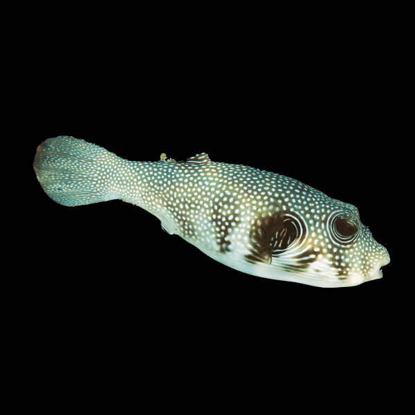 Stellate Pufferfish Arothron Stellatus - Real Aquatics