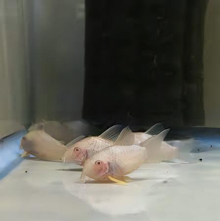 Sterbas Corydoras Albino Sterbai Sterbae 4cm Catfish - Real Aquatics
