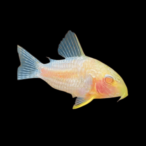 Sterbas Corydoras Albino Sterbai Sterbae 4cm Catfish - Real Aquatics