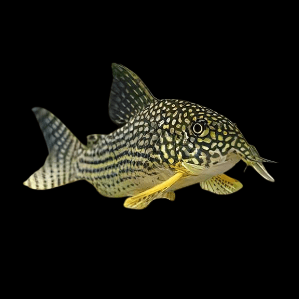 Sterbas Corydoras Sterbai Sterbae 4cm Catfish - Real Aquatics