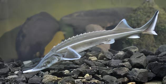 Sterlet Acipenser Ruthenus 20cm - Real Aquatics