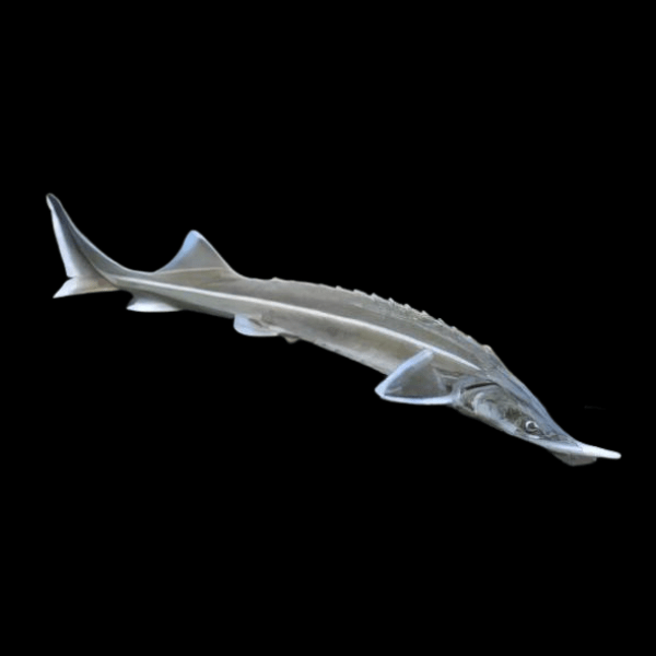 Sterlet Acipenser Ruthenus 50cm - Real Aquatics
