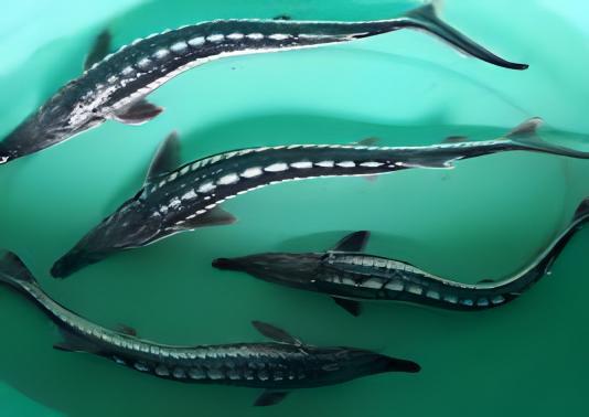 Sterlet Acipencer Stellatus Diamond Back 50cm - Real Aquatics