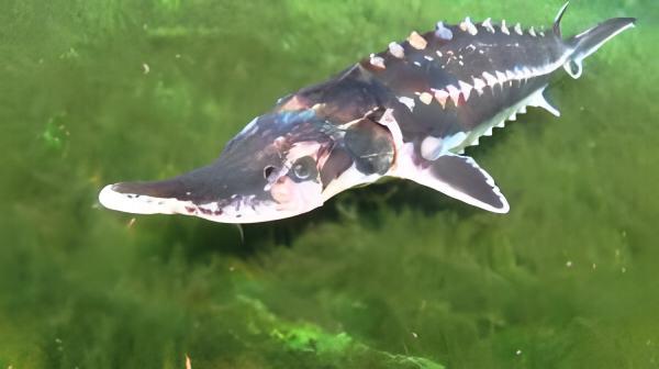 Sterlet Acipencer Stellatus Diamond Back 20cm - Real Aquatics