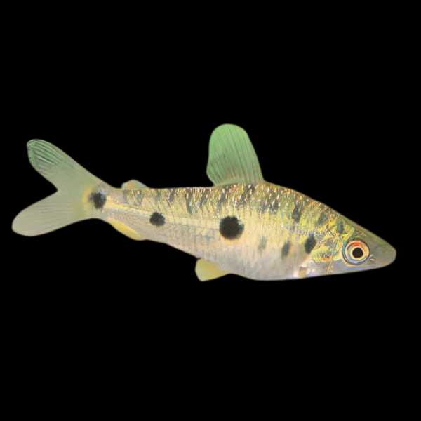 Steyermarks Toothpick Leporinus Leporinus Steyermarki 5cm - Real Aquatics
