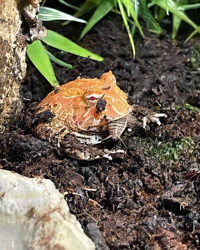 Strawberry Horned Frog Ceratophrys Cranwelli 4cm - Real Aquatics