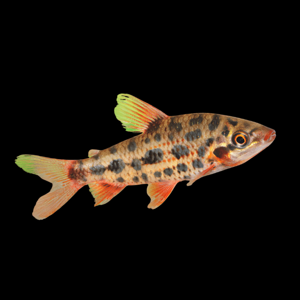 Strawberry Leporinus Leporinus Granti 5cm - Real Aquatics