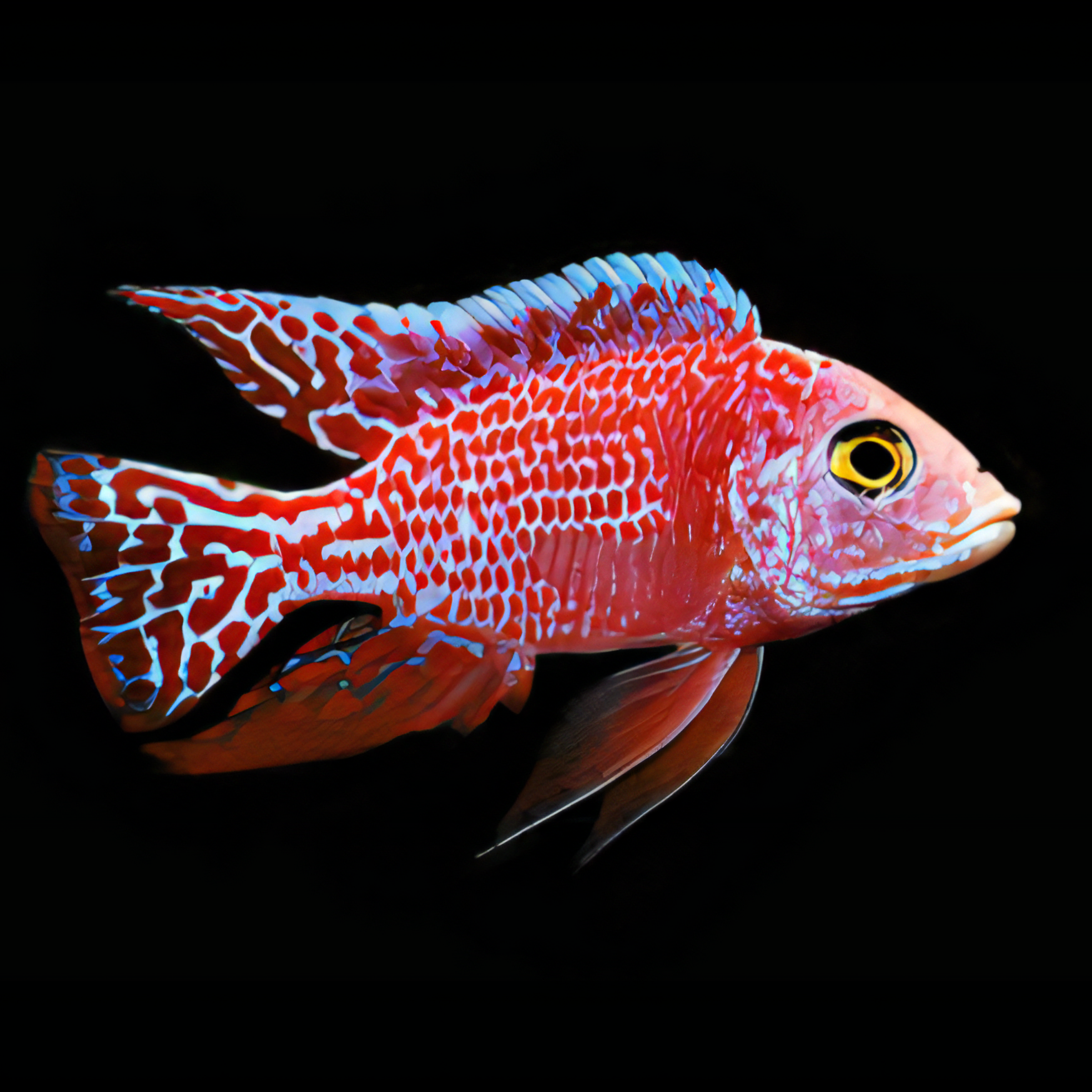 Aulonocara Strawberry Peacock Malawi African Cichlid