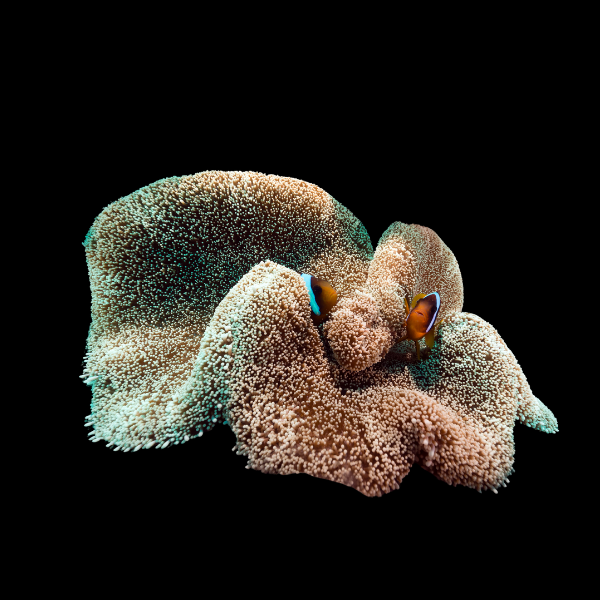 Striped Carpet Anemone Stichodactyla Haddoni - Real Aquatics